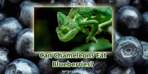 can chameleons eat blueberries