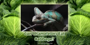can chameleons eat cabbage