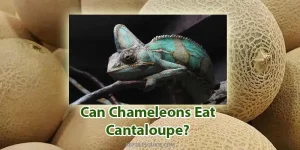 can chameleons eat cantaloupe