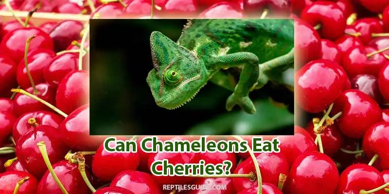 can chameleons eat cherries