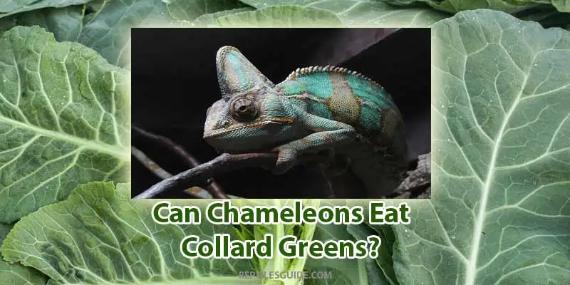 can chameleons eat collard greens