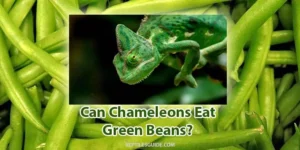 can chameleons eat green beans