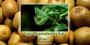 can chameleons eat kiwi