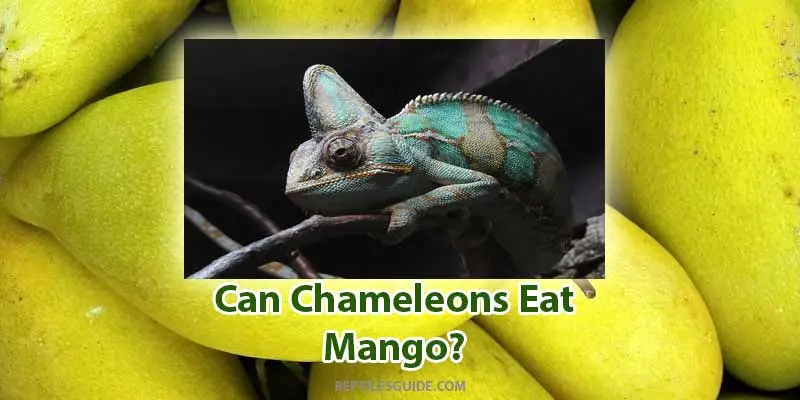 can chameleons eat mango