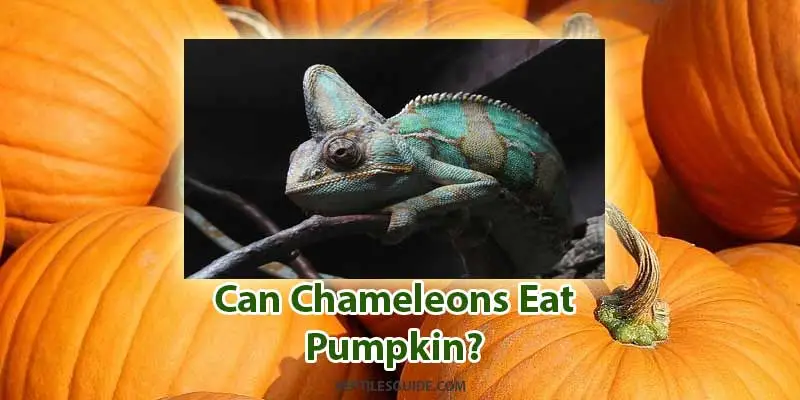 can chameleons eat pumpkin