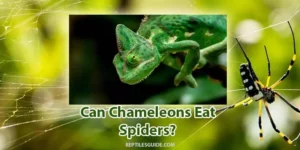 can chameleons eat spiders