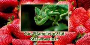 can chameleons eat strawberries