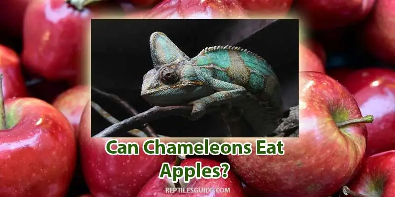 can chameleons eat apples