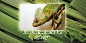 can chameleons eat celery