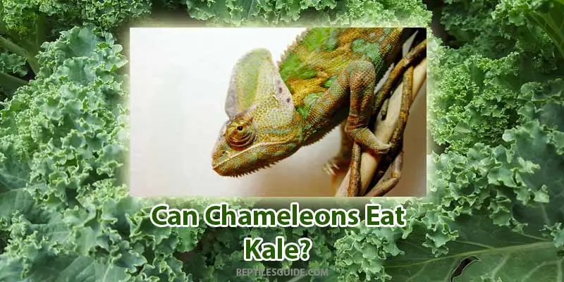can chameleons eat kale