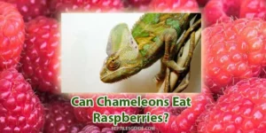 can chameleons eat raspberries