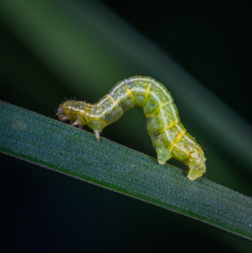 gecko eat caterpillar