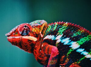 panther chameleon care