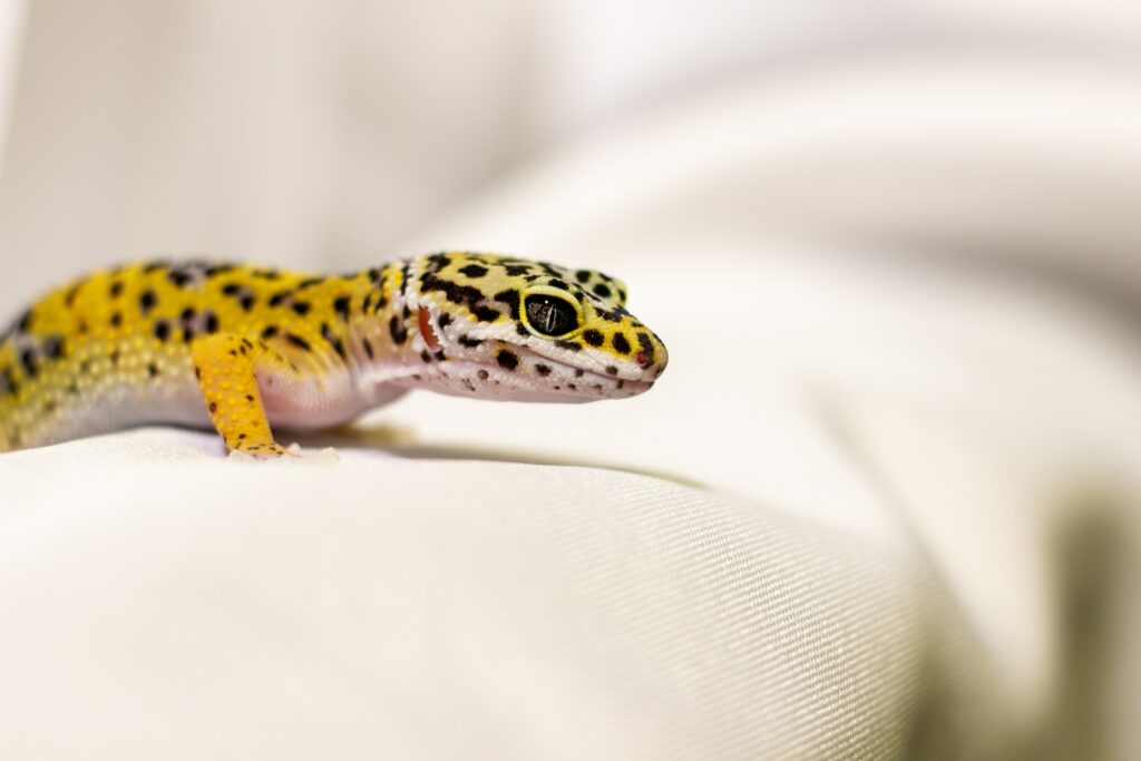 How to Feed A Leopard Gecko