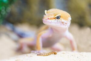 gecko eating