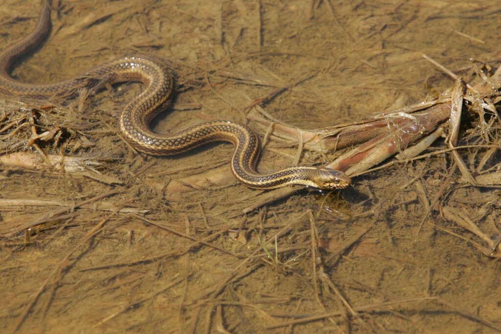 michigan snakes