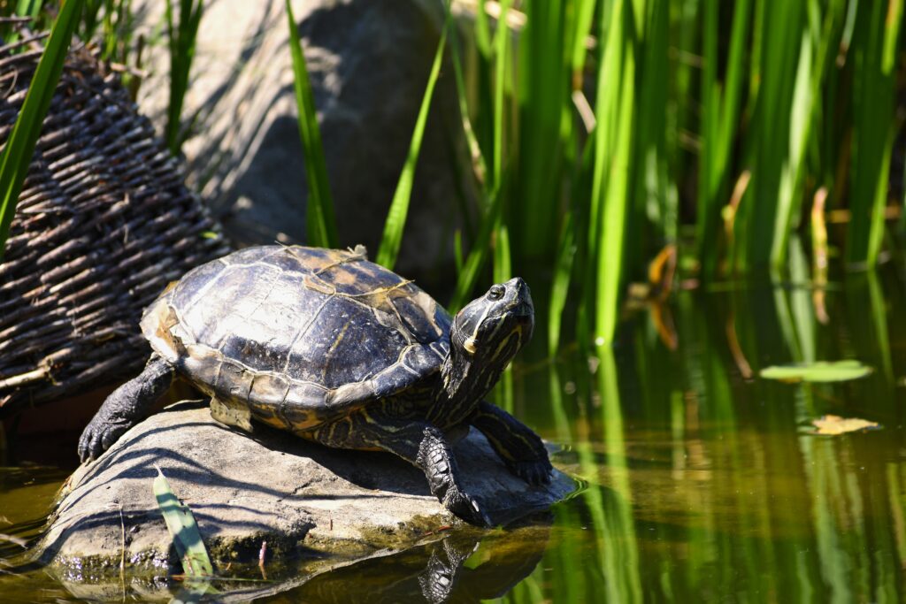 best pond for turtles