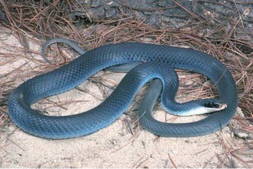 blue racer snake