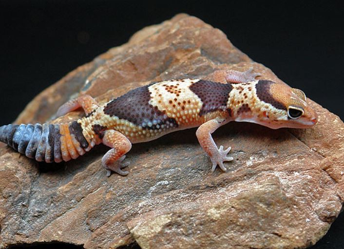 fat tail gecko