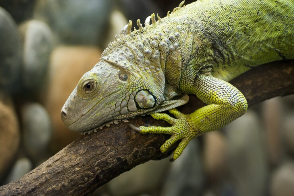 pet iguanas