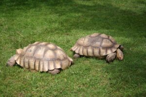 African spur tortoise
