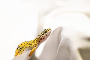 how long do leopard geckos live