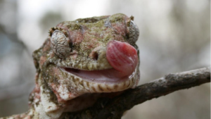 chahoua gecko