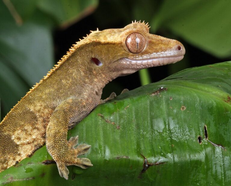 Crested Gecko Enclosure Size: Providing the Perfect Habitat