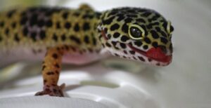 Sexing Leopard Geckos