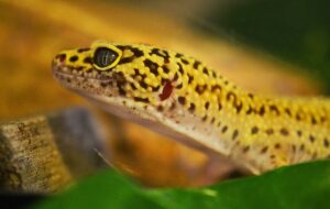 How Often Does a Leopard Gecko Shed?
