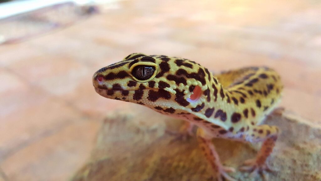 How Long Can Leopard Geckos Go Without Food?
