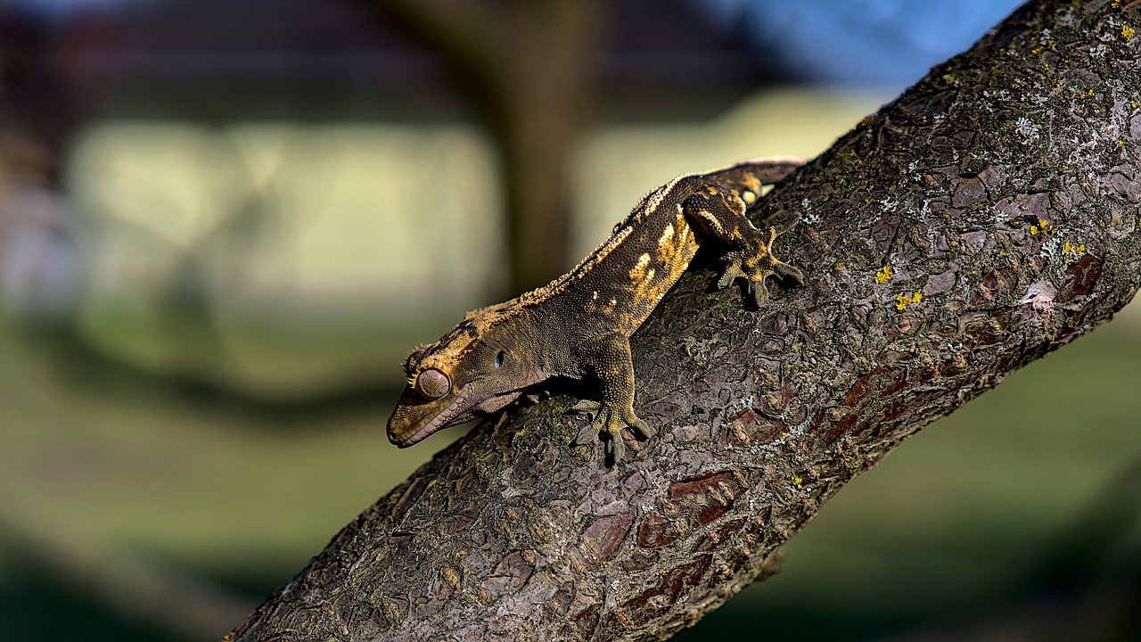 Crested Gecko Enclosure Size: Providing the Perfect Habitat