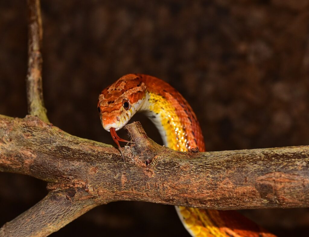 Corn Snakes and Humidity
