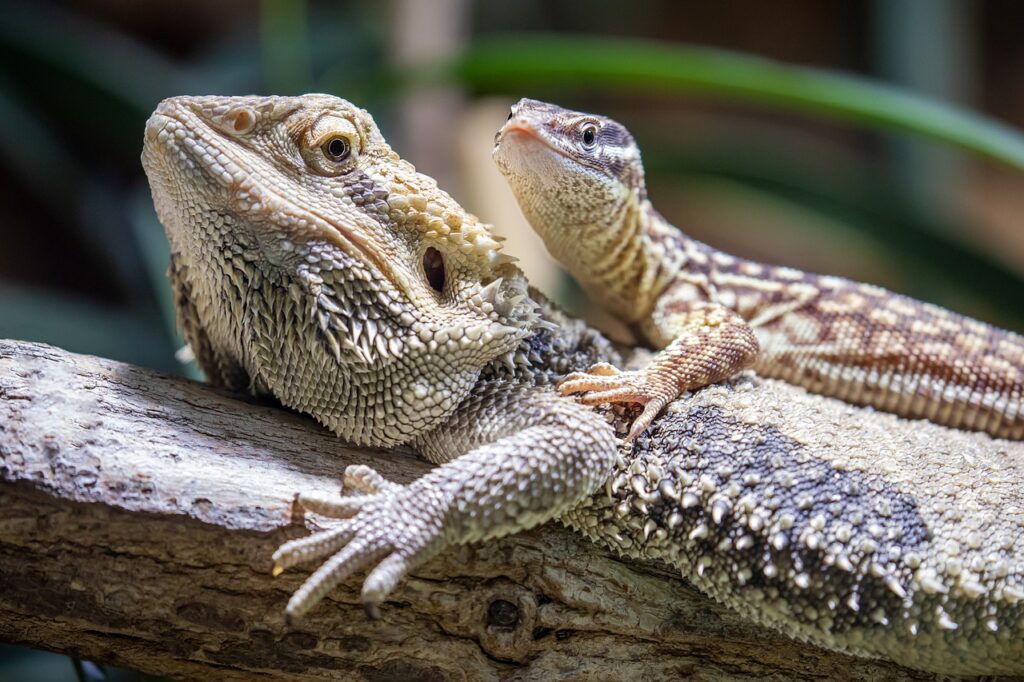 Bearded Dragons and Other Pets