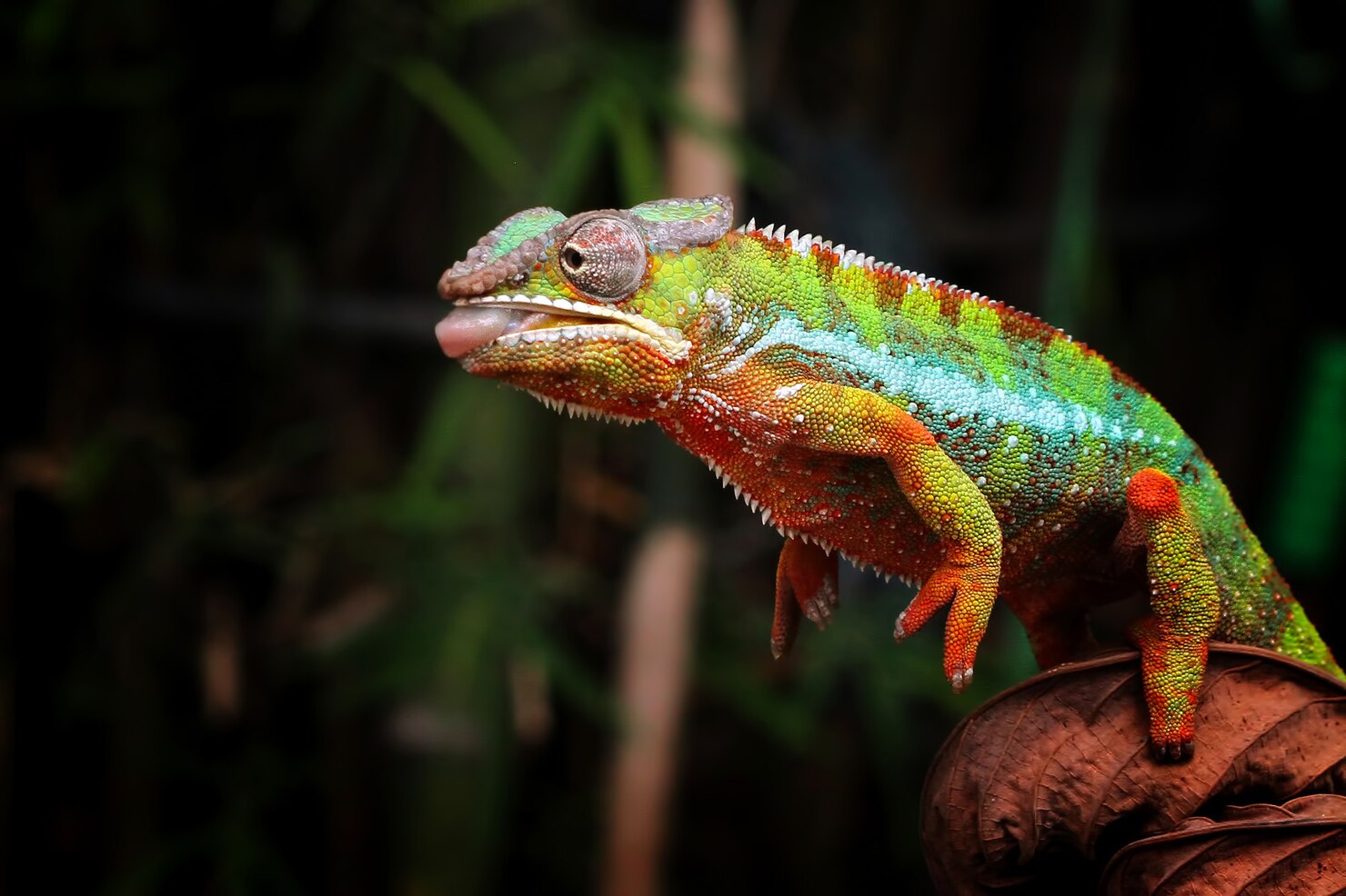 Chameleon Conservation