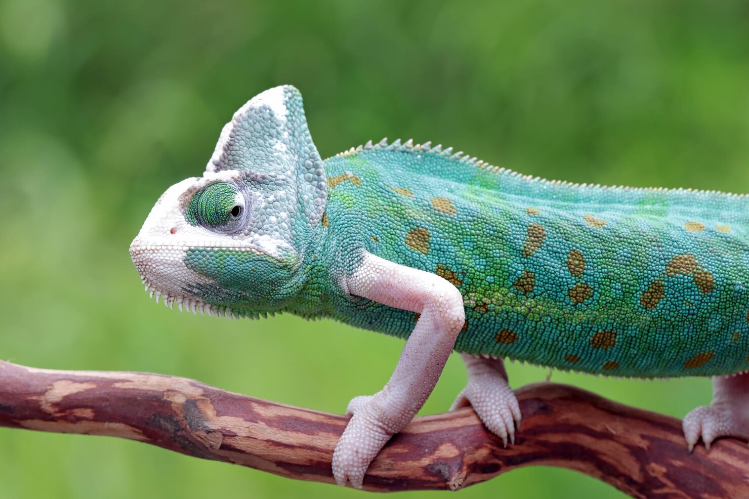 How Chameleons Change Color