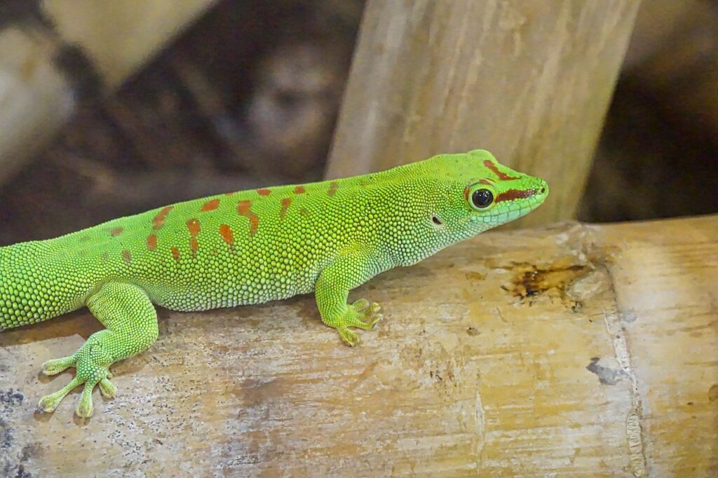 The World of Geckos