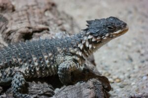 Reptiles and Conservation