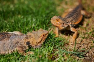 Bearded Dragons and Other Pets