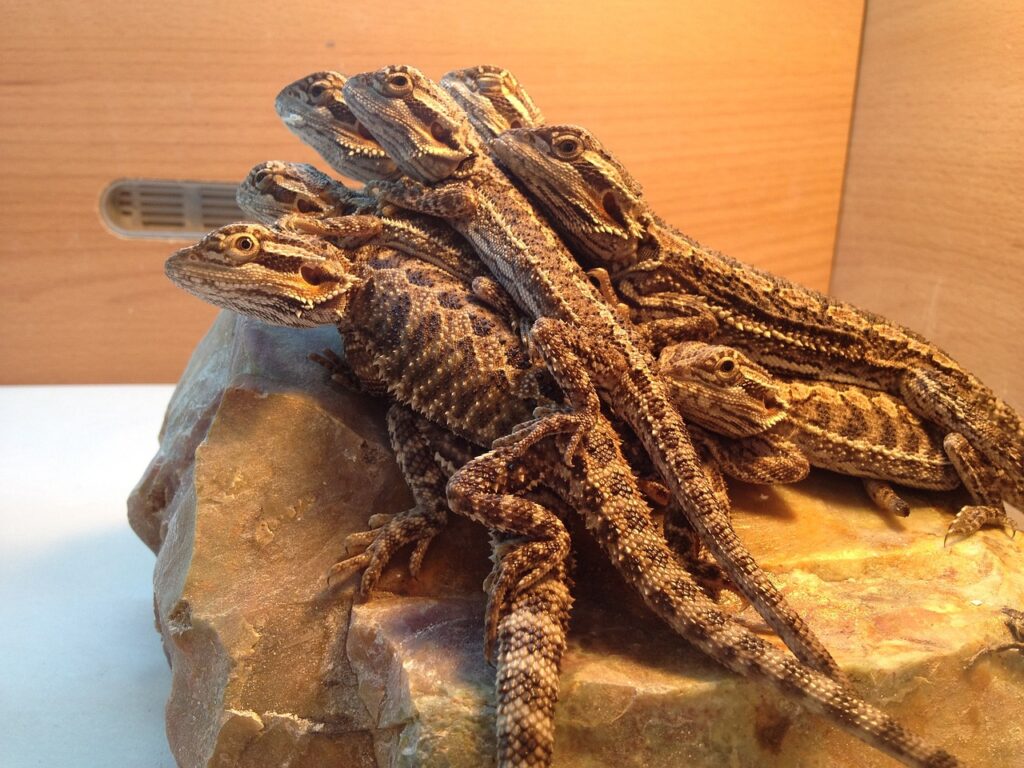 Bearded Dragons and Pets