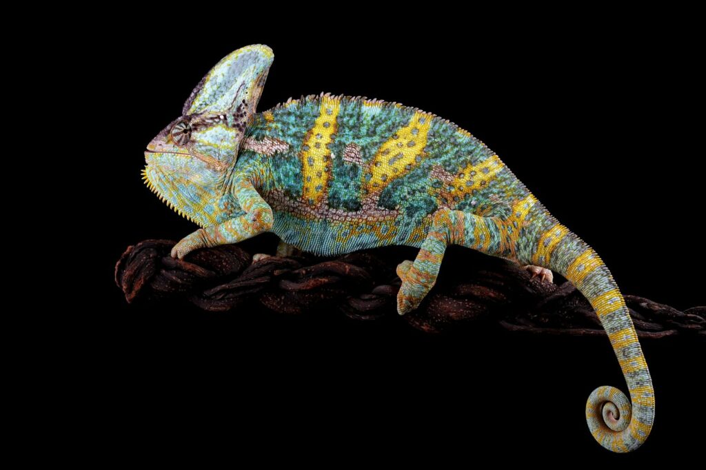 How Chameleons Change Colors