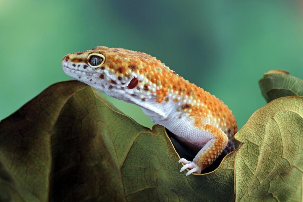 Health Issues in Leopard Gecko