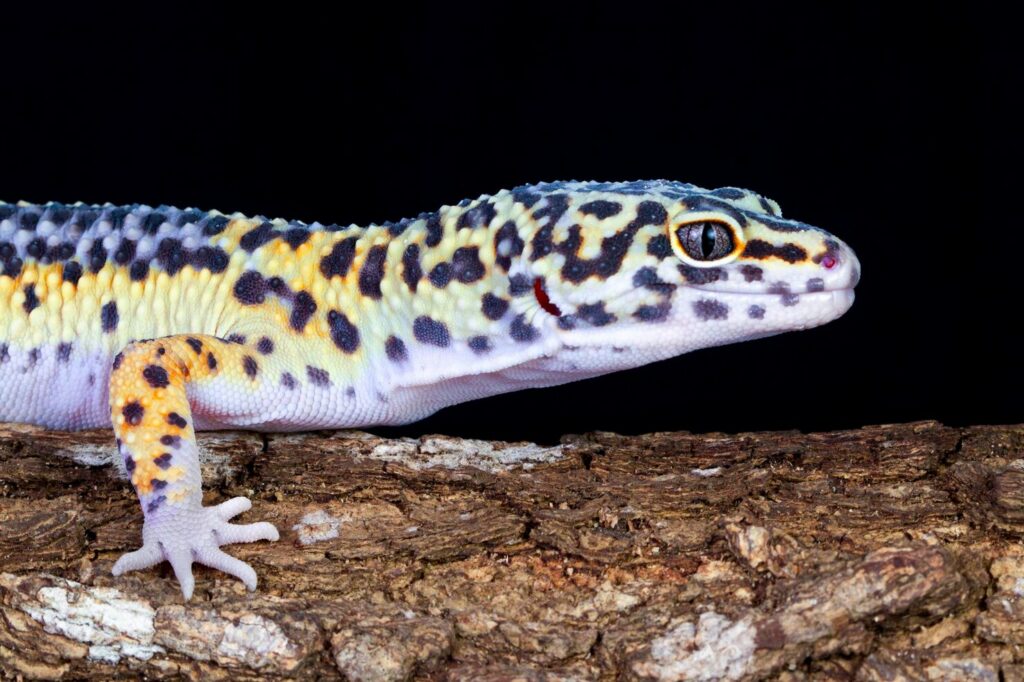 Breeding Leopard Geckos