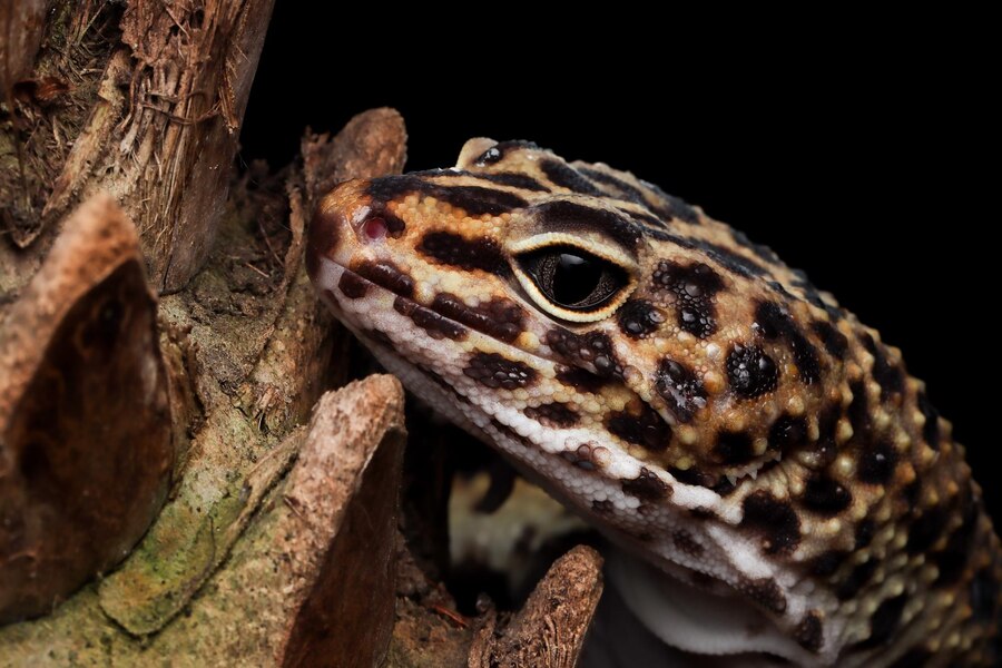 Leopard Gecko Enclosure