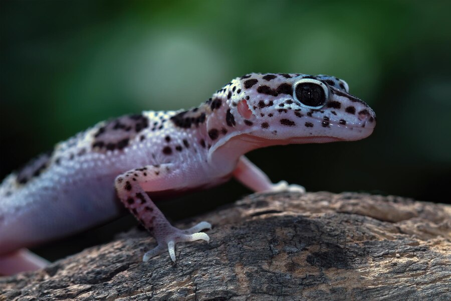 Leopard Gecko Care 101