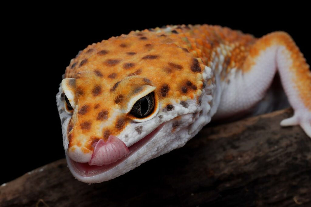 Leopard Gecko Enrichments