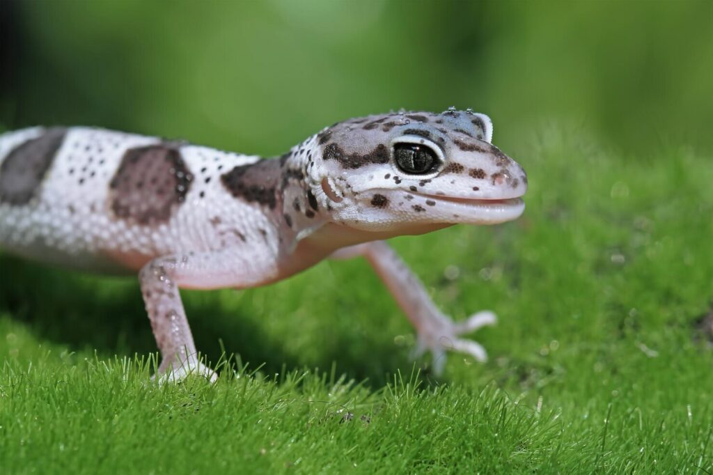 Leopard Gecko Enclosures