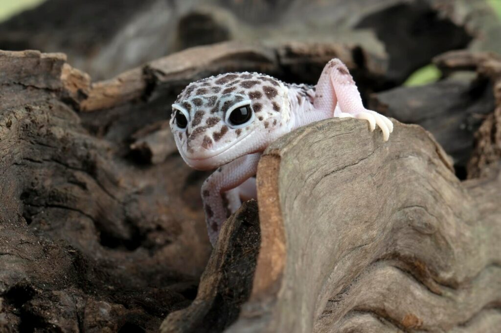 Breeding a Leopard Gecko