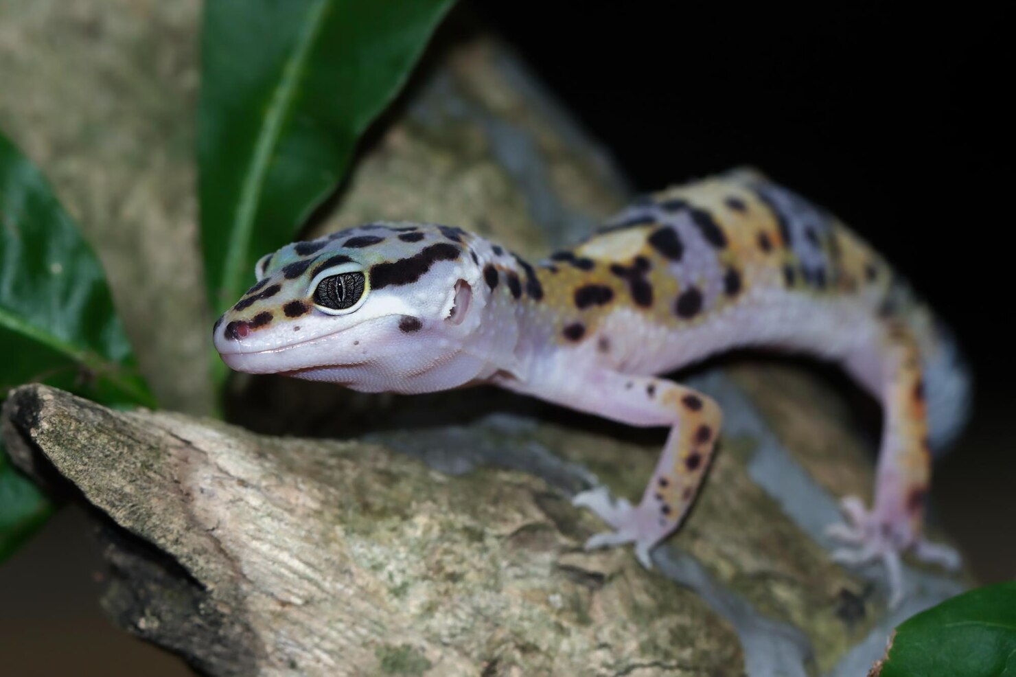 Leopard Gecko Care