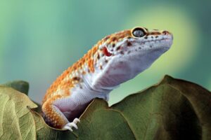 Leopard Gecko Behavior